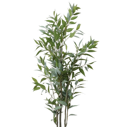 ÁRBOL DE EUCALIPTO 2