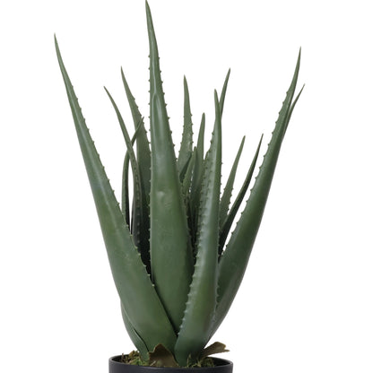 ALOE EN MACETA