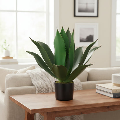 AGAVE EN MACETA