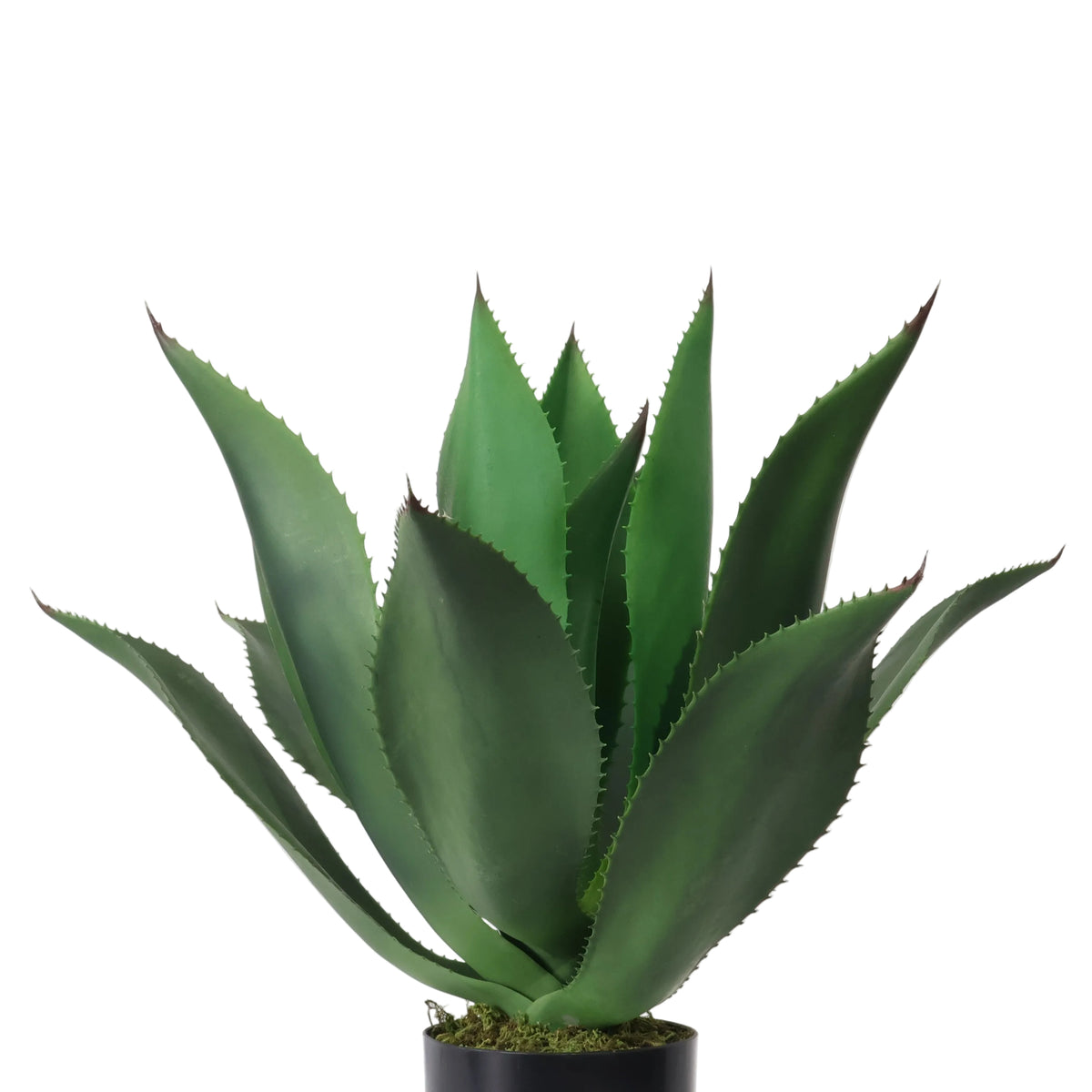 AGAVE EN MACETA