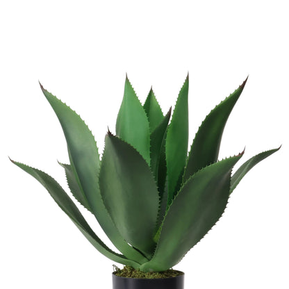 AGAVE EN MACETA
