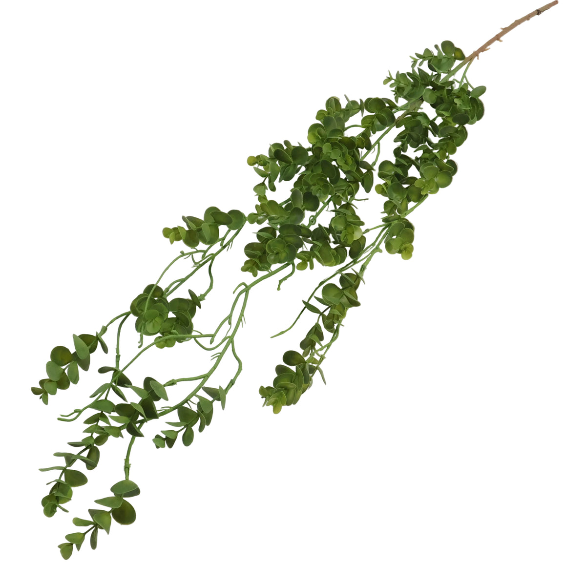 EUCALYPTUS GRASS VERDE