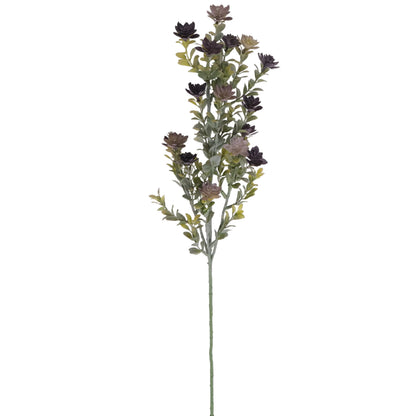 FOLLAJE LUPULO MORADO VERDE