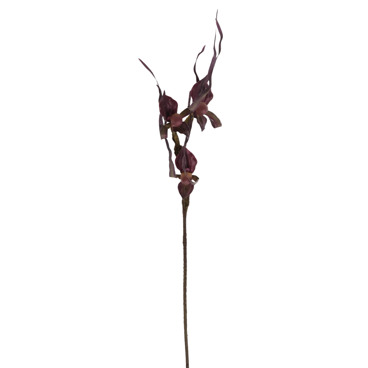 FLOR LADY ISABEL MORADA