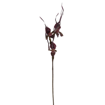 FLOR LADY ISABEL MORADA