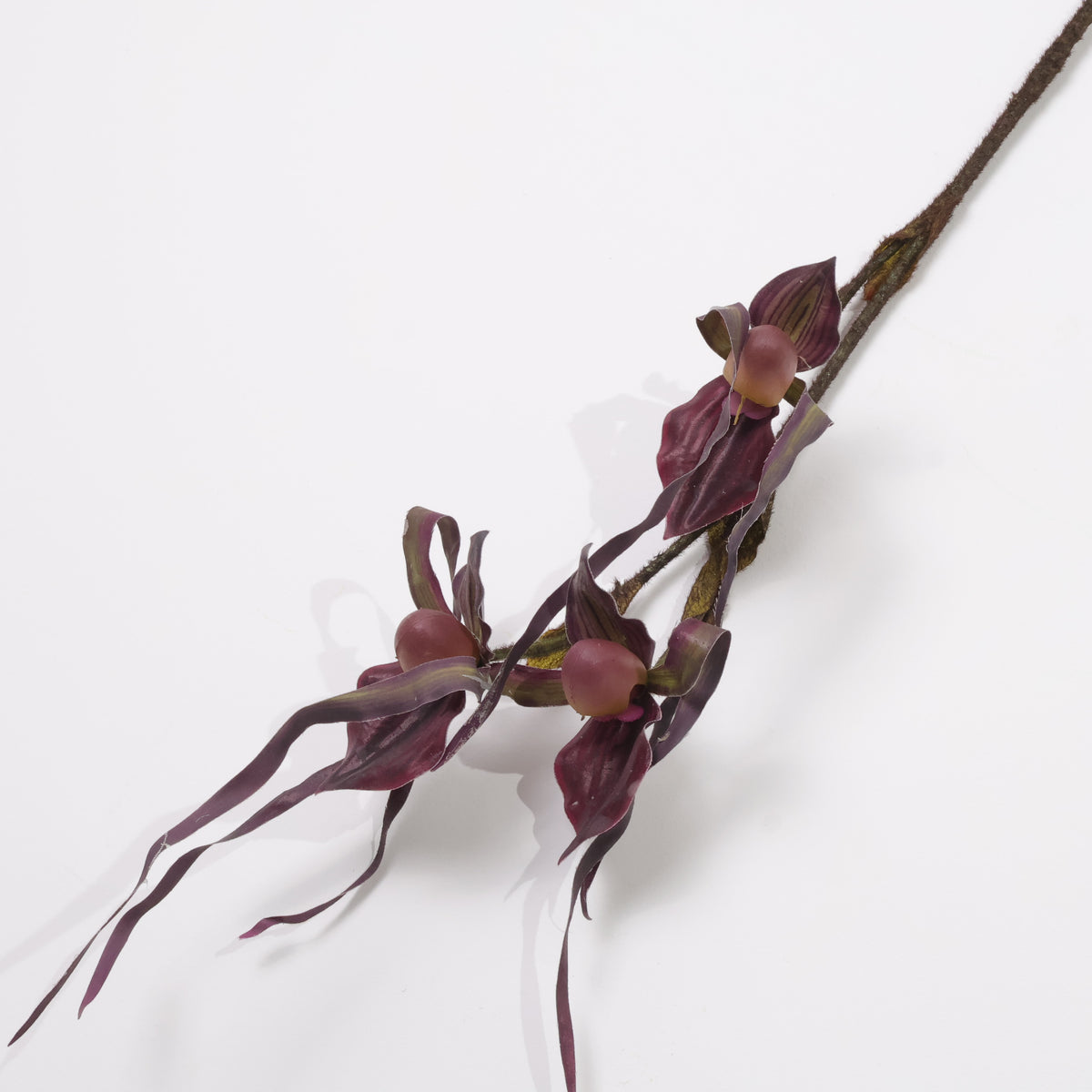 FLOR LADY ISABEL MORADA
