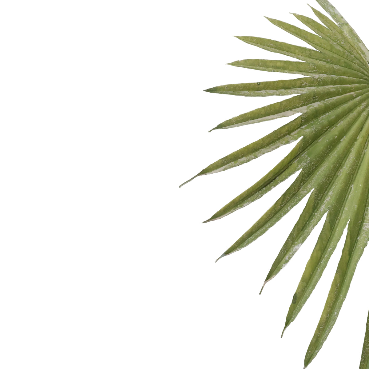ABANICO VERDE