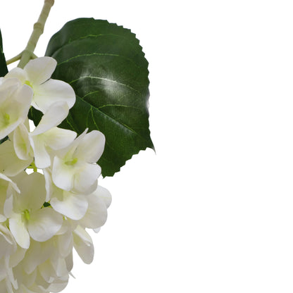 HORTENSIA BLANCO