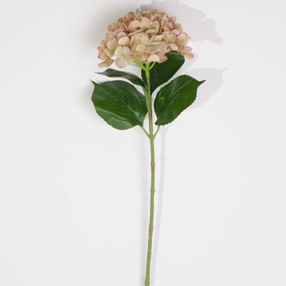 HORTENSIA CAFÉ