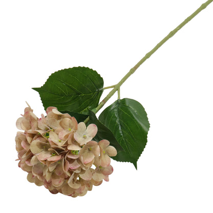 HORTENSIA CAFÉ
